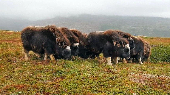 Магадан: город на краю мира, где сливаются история и природа