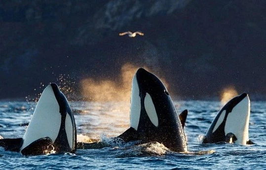 Посетите Архипелаг тысячи островов