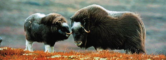 Магадан: город на краю мира, где сливаются история и природа