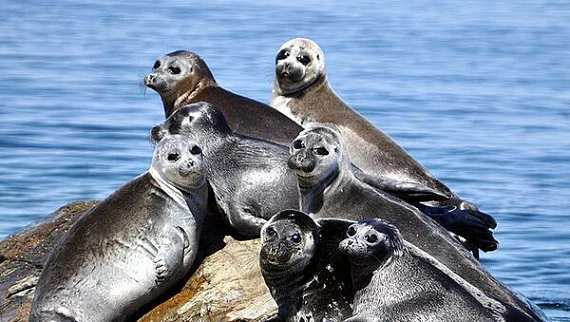 Чартер на Байкале: исследуйте самое глубокое и древнее озеро в мире